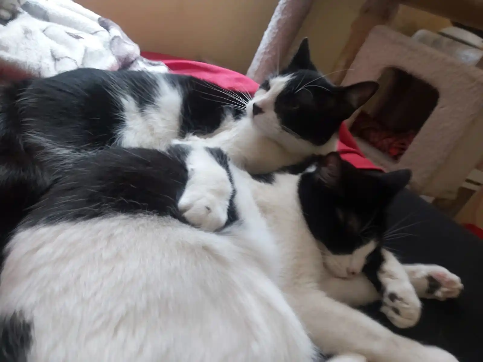 AMIRITA 💖💫🏍😘 post