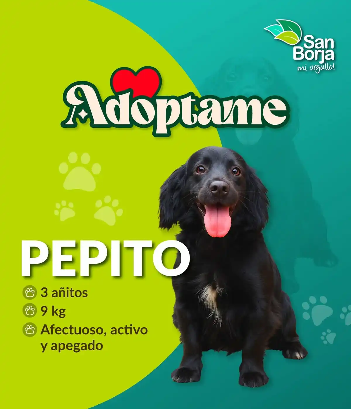 Image from San Borja Informa📢: Esta es la historia de 𝗣𝗲𝗽𝗶𝘁𝗼: pequeño de cuerpo, enorme de cora...