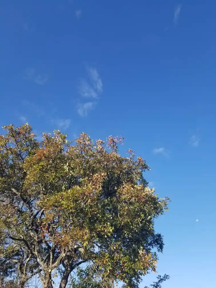 Hugamakaiga post