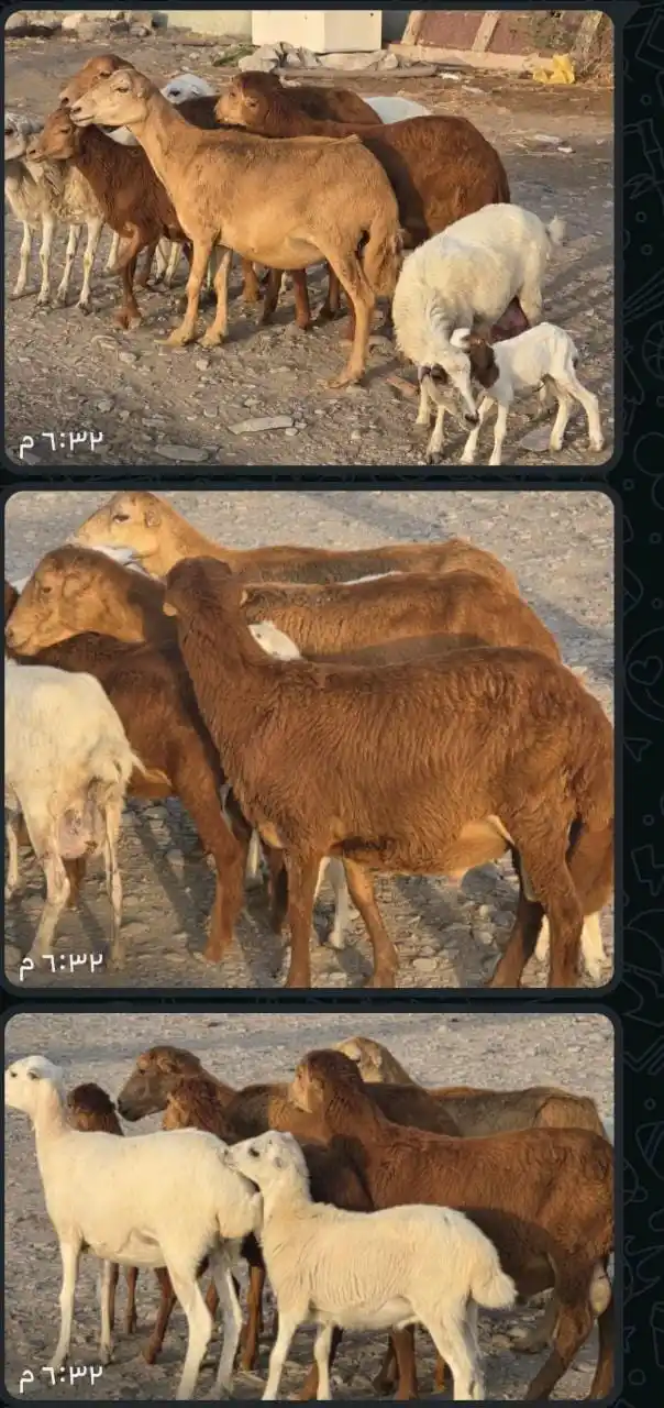 Image from قناة مواشي عمان: للبيع جعد قبرصي مع كبشهن عشرات وحدة معها مالود حلال طيب ماشاء الله فرص...