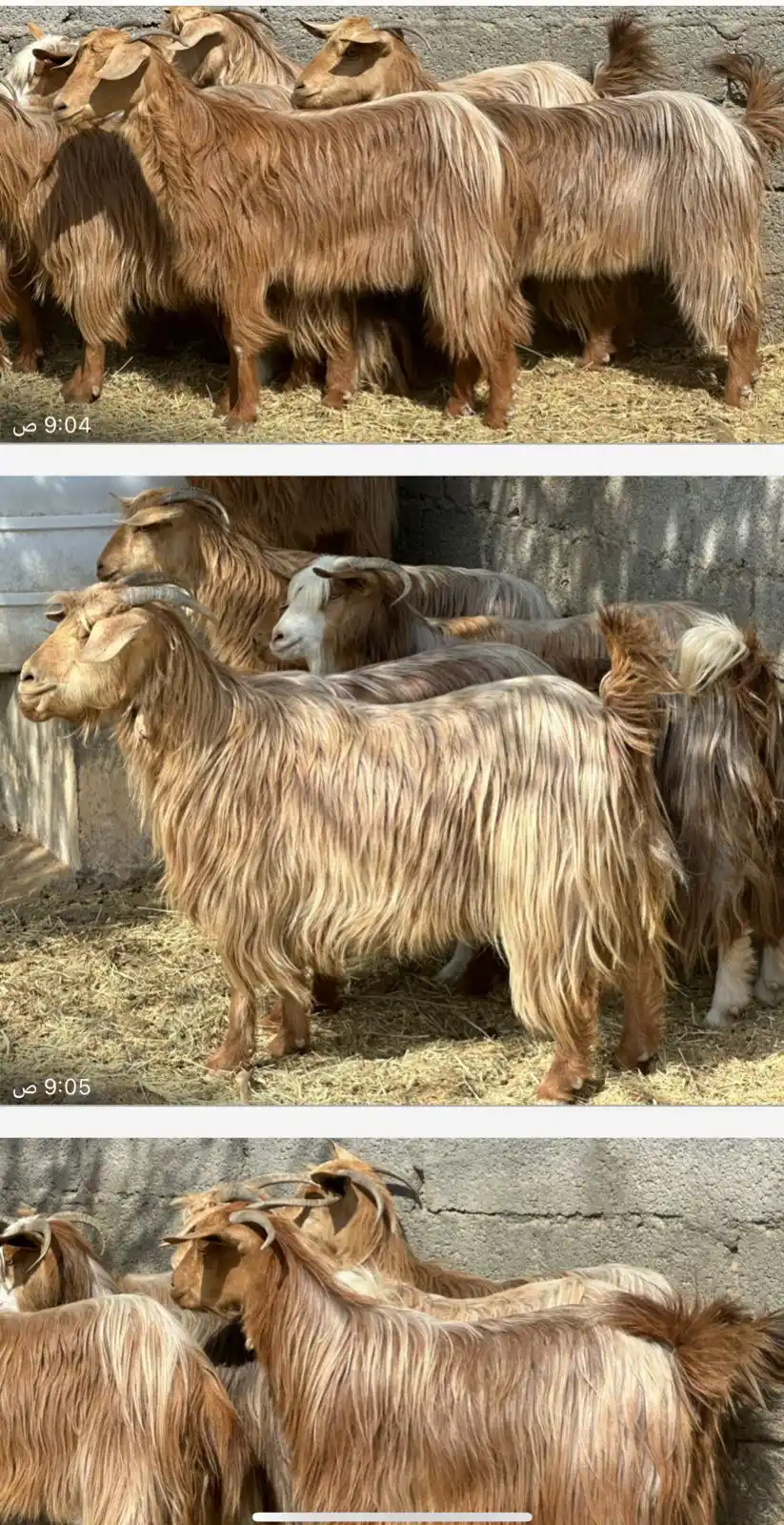 Image from قناة مواشي عمان: 😍للبيع غنم من حلال الجواميد أصل راهيات مشاءالله وسمان فول وصغار ف سن ...