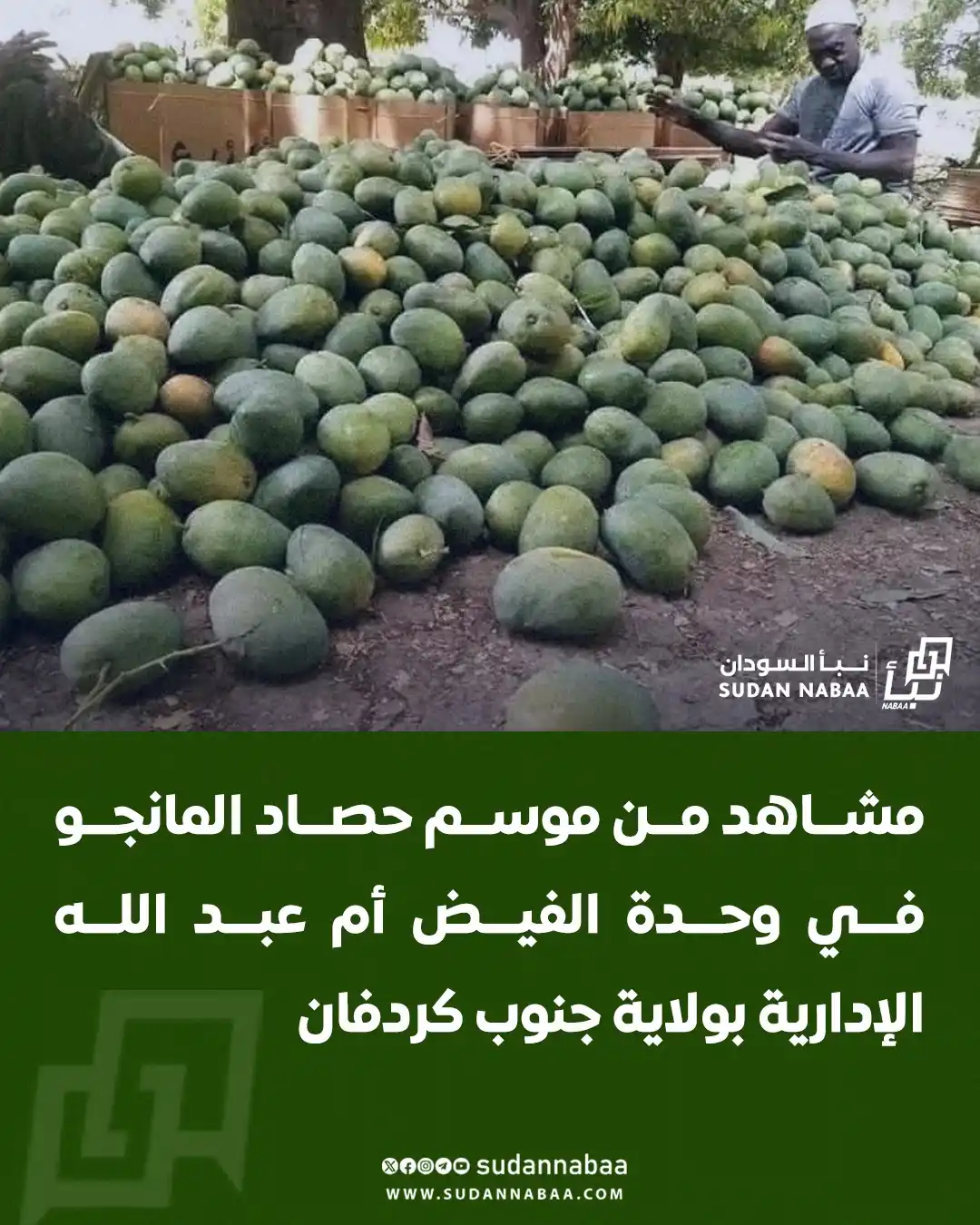 Image from نبأ السودان - Sudan Nabaa: 📸مشاهد من موسم حصاد المانجو في وحدة الفيض أم عبد الله الإدارية بولاية...