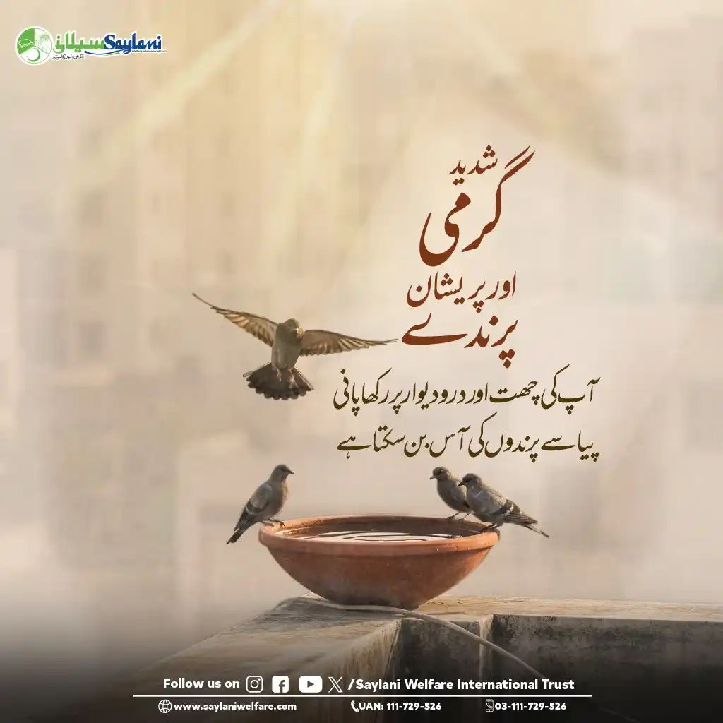 Image from Saylani Welfare International Trust.: شدید گرمی میں پیاسے پرندے آس لگائے ادھر اُدھر بھٹکتے ہیں۔ آپ کے صحن، ...