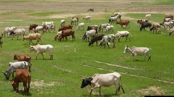 Image from Radio Nigeria: Tinubu Seeks Land for FG Ranch, Sets Up Peace Committee in Benue  Pres...