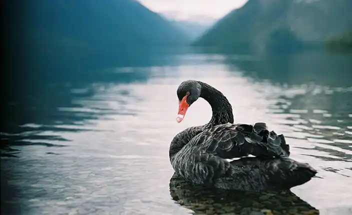EL CISNE NEGRO post