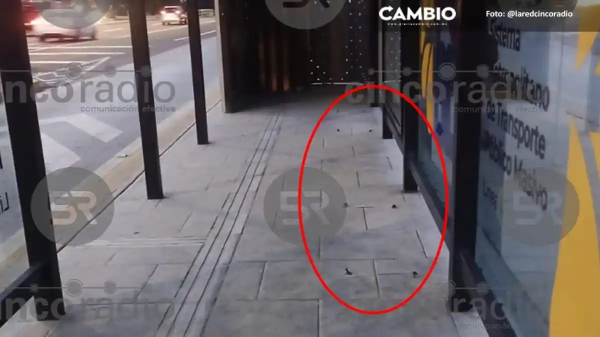 Image from Diario Cambio: 😡 *Delincuentes roban bancas de Línea 4 de la RUTA en Periférico*  De...