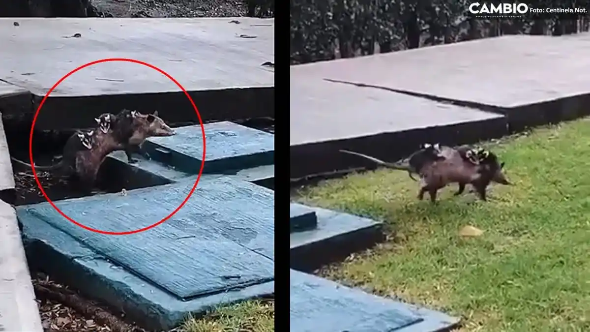 Image from Diario Cambio: 😍 *Mamá tlacuache se roba el corazón de todos: Así se pasea cargando ...