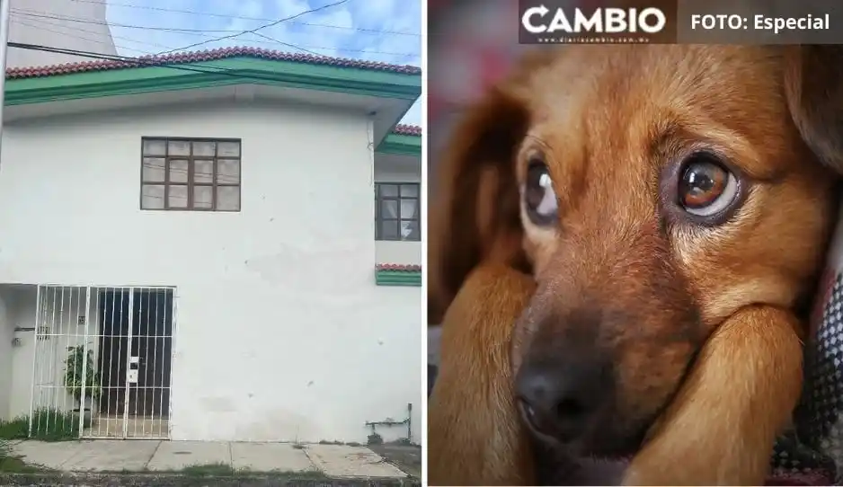 Image from Diario Cambio: 😡 *Perrito lleva 4 días abandonado en una casa de San José Vistahermo...