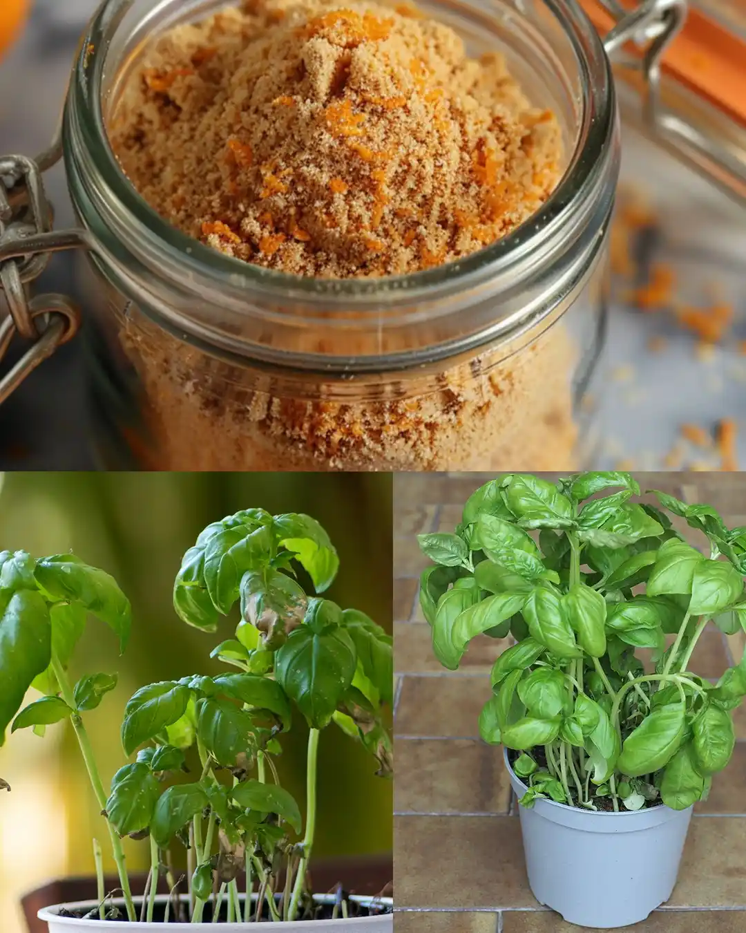 Image from Ohga: *Anch’io facevo errori con il mio basilico comprato al supermercato* �...