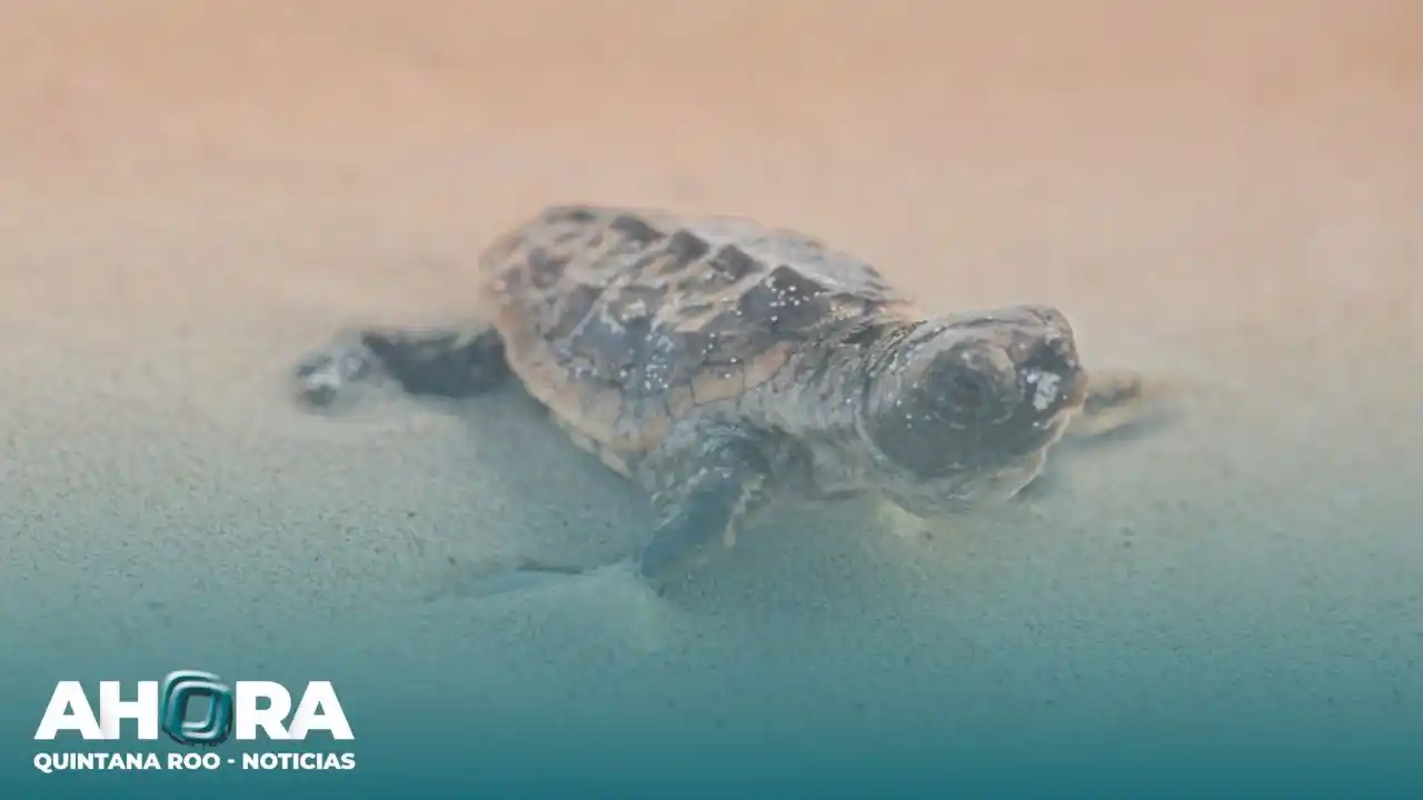 Image from Ahora Tabasco Noticias 🗞️: *¡Buenas tardes! 🙌🏼 Ahora Quintana Roo Noticias 🏖️ te comparte las ...