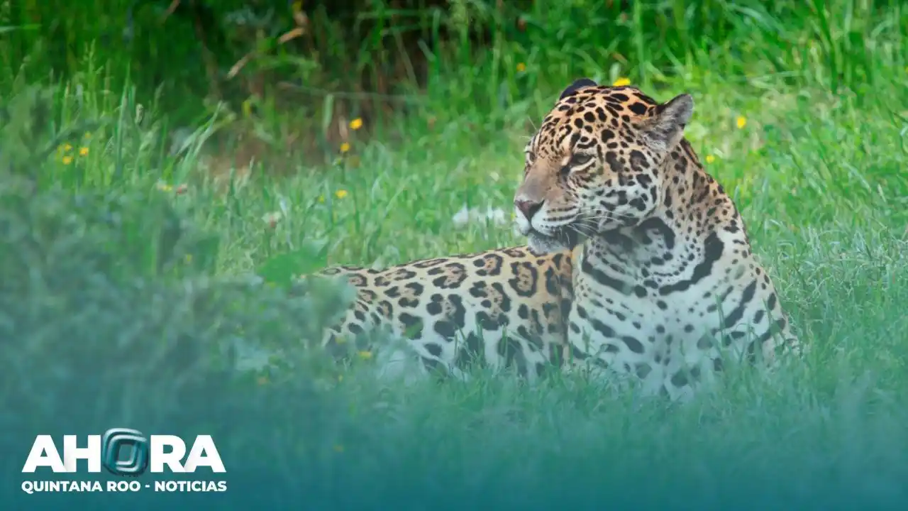 Image from Ahora Tabasco Noticias 🗞️: ¡Buenas tardes! 🙌🏼 Ahora Quintana Roo Noticias 🏖️ te comparte las n...