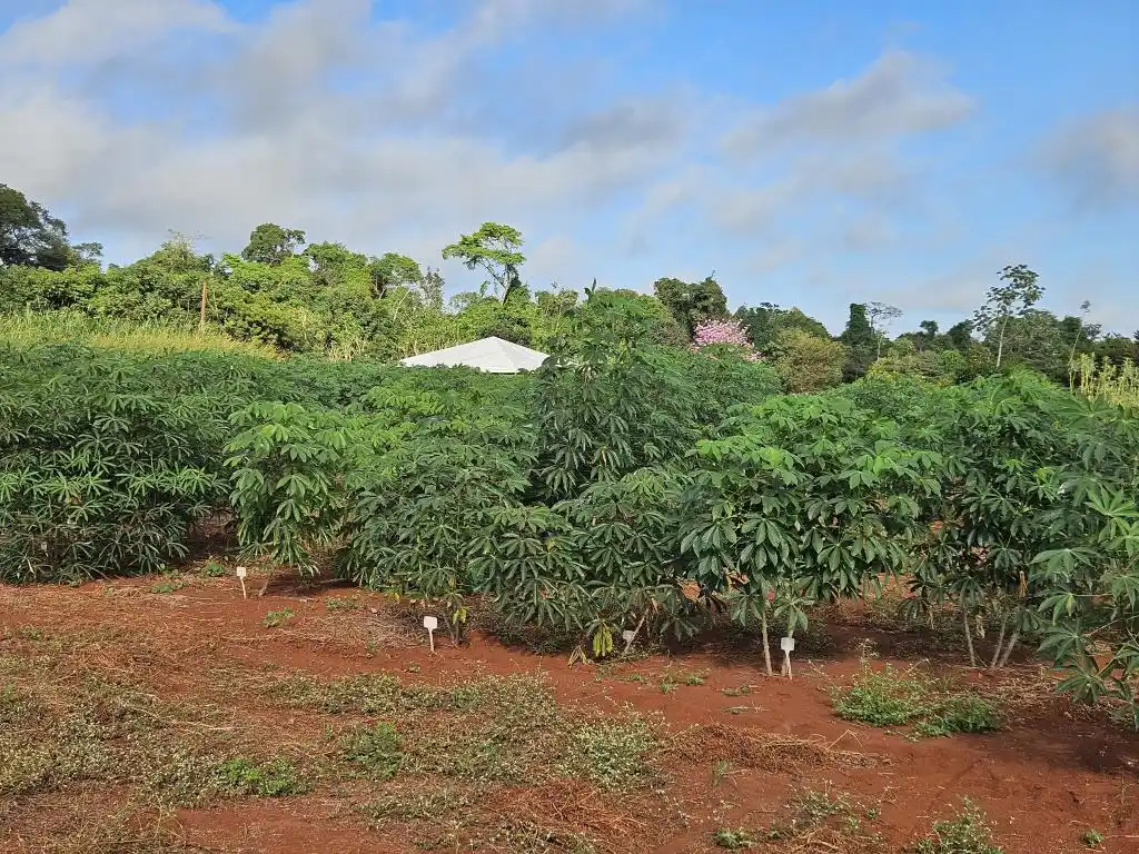 Image from Asbraer Notícias: 🌱 *Empaer-MT Distribuição de mudas e fomento às novas tecnologias imp...
