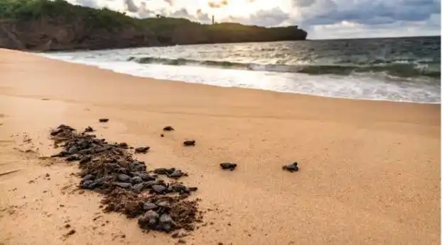 Image from teleSUR: 📸 Foto del Día: La tortuga es uno de los animales más amenazados de...