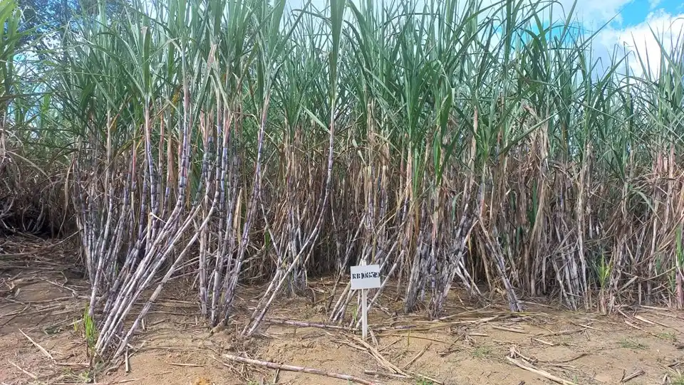 Image from Asbraer Notícias: 🌱 *Incaper e UFRRJ implantam unidade demonstrativa de cana-de-açúcar ...