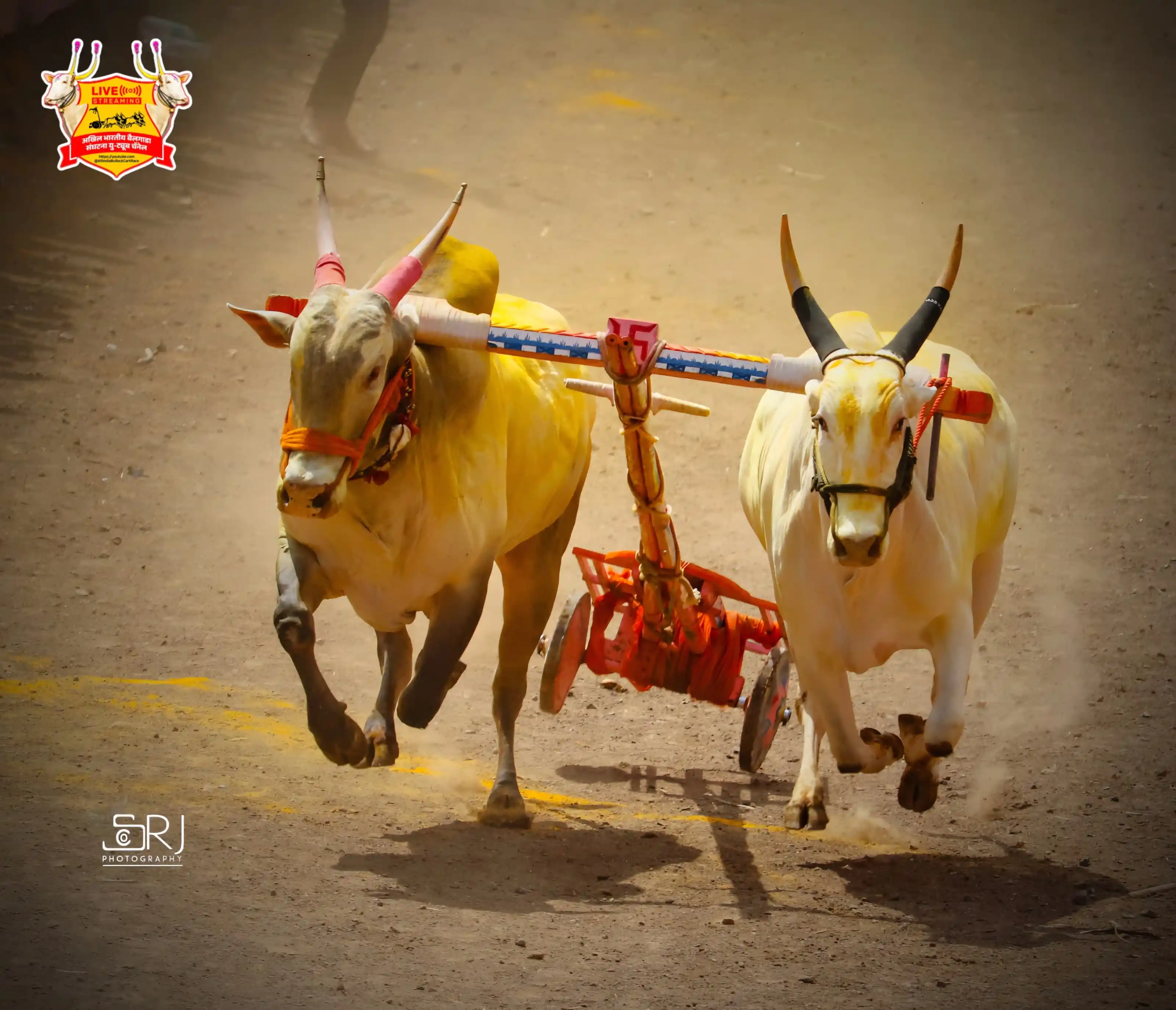Image from 🟡 भारत केसरी बैलगाडा संघटना 🟡: *जुनी आठवण* *लक्षा_पैंजण... 👑😍*...