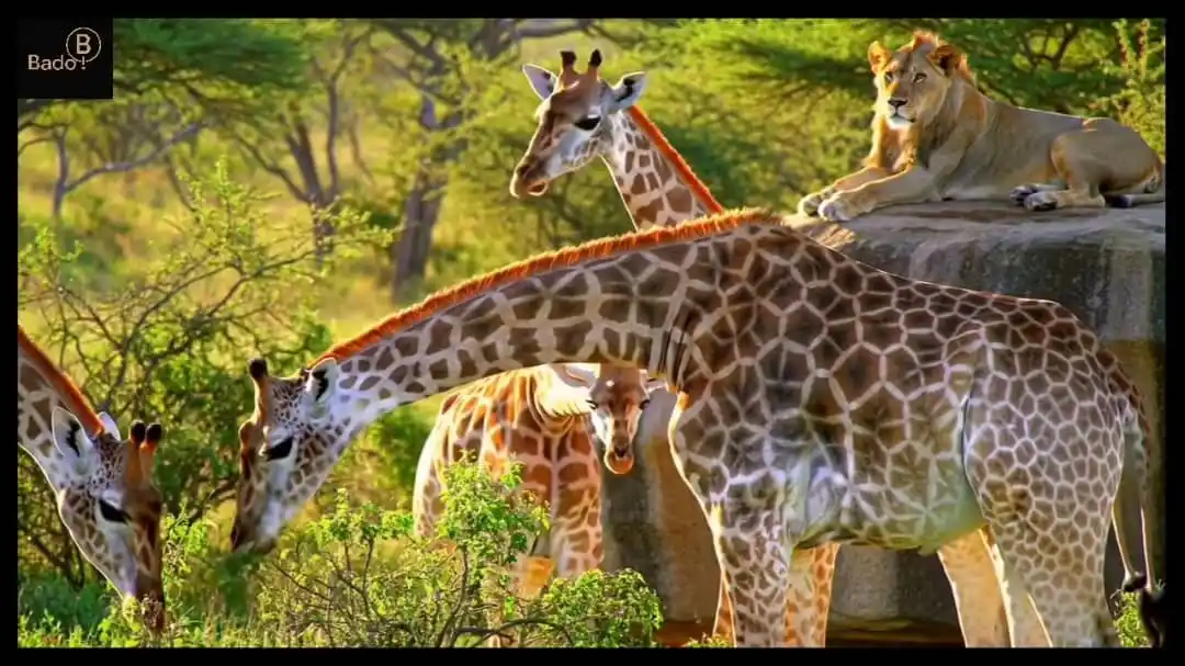 Image from Bado nature visuals  📸: Je wajua? Twiga ni mnyama wa amani — mpole, mtulivu, na mwenye maono y...