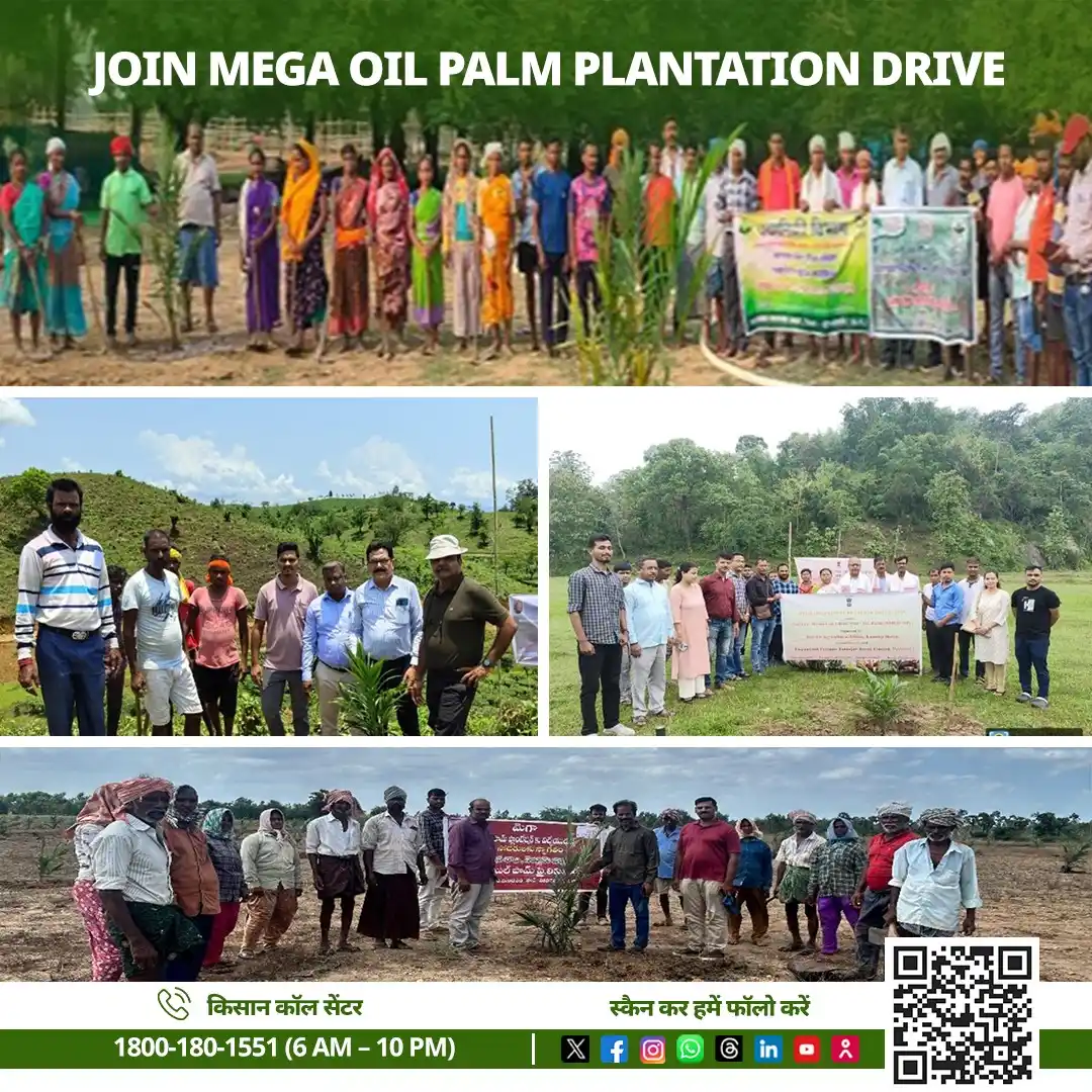 Image from AgriGoI: Nationwide Mega Oil Palm Plantation Drive under <a class="text-blue-50...