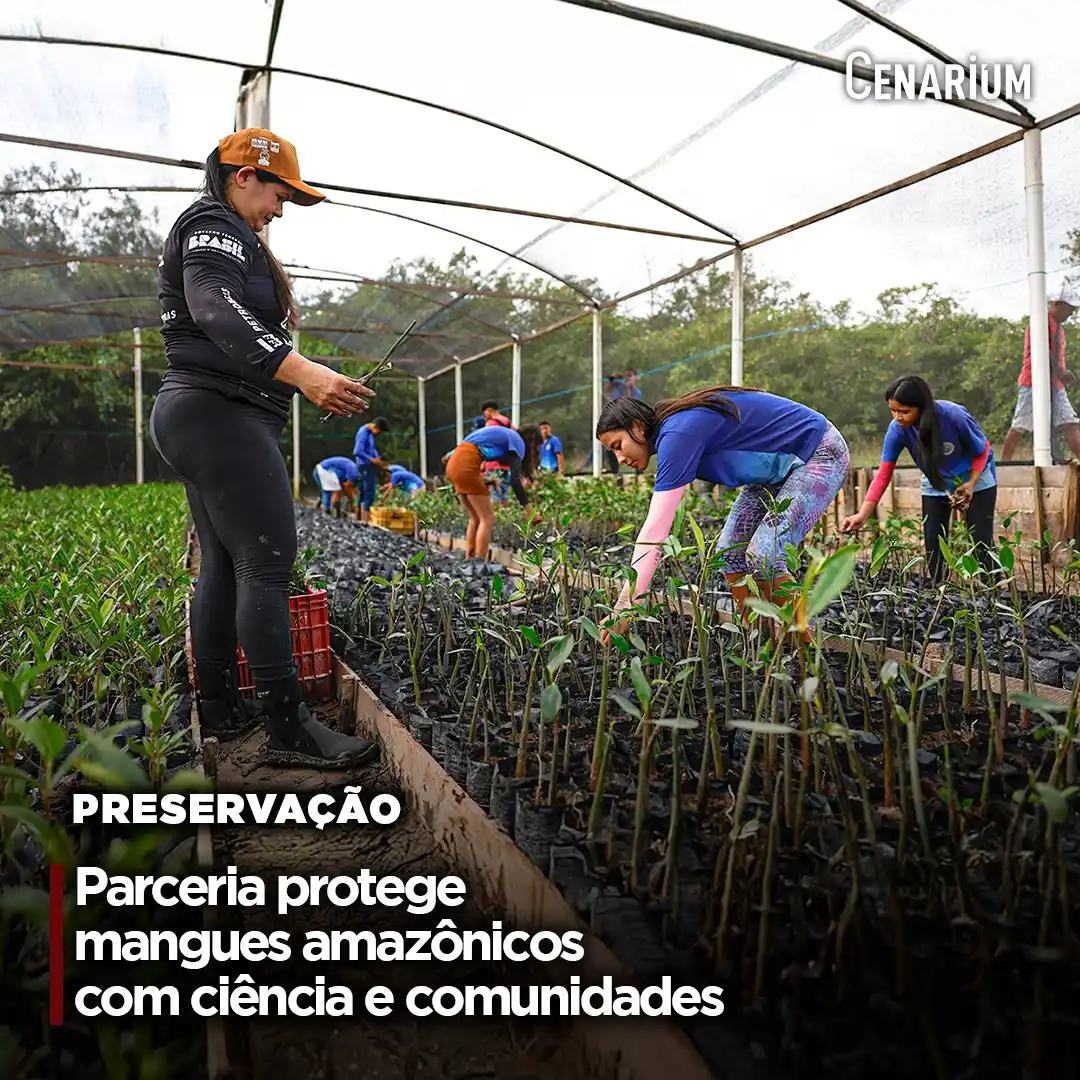 Image from CENARIUM: 🔔 *Parceria protege mangues amazônicos com ciência e comunidades*  Ár...