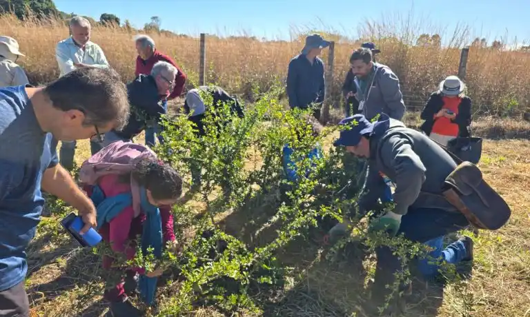 Image from Asbraer Notícias: 🌱 *Produtores aprendem técnicas de poda de acerola em oficina da Emat...