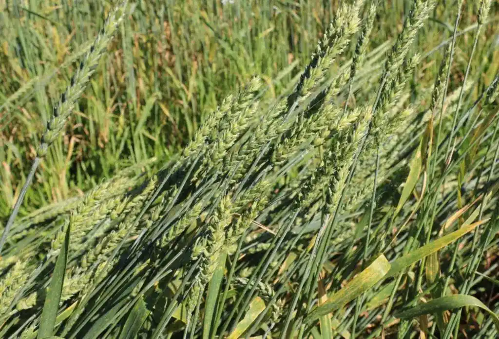 Image from Asbraer Notícias: 🌱 *Trigo MGS3 Brilhante é tema de estudos complementares da EPAMIG*  ...