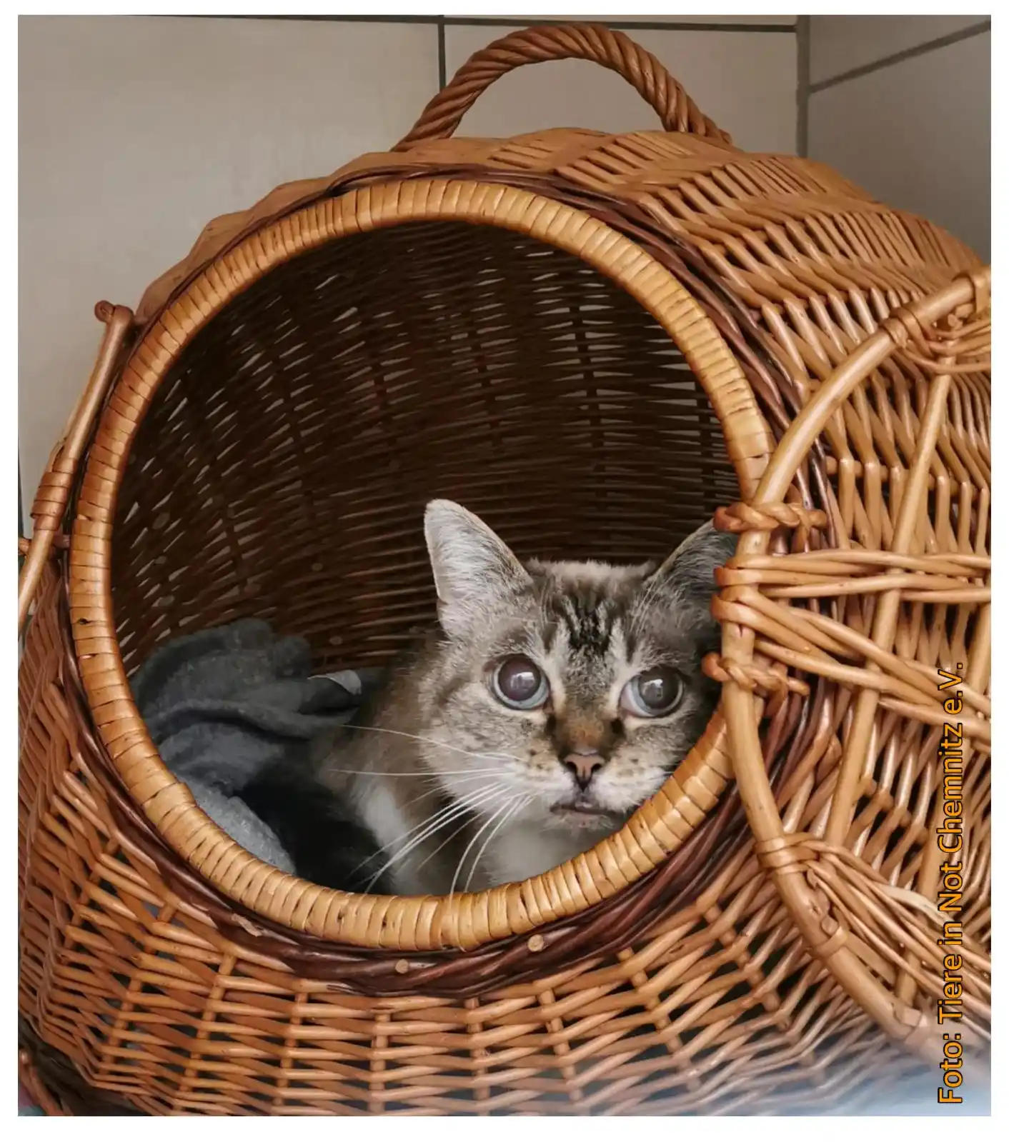 Image from Verein Tiere in Not Chemnitz e.V.: 🛋️ Altersruhesitz für Oma Marie gesucht!!! Wir suchen dringend für ei...
