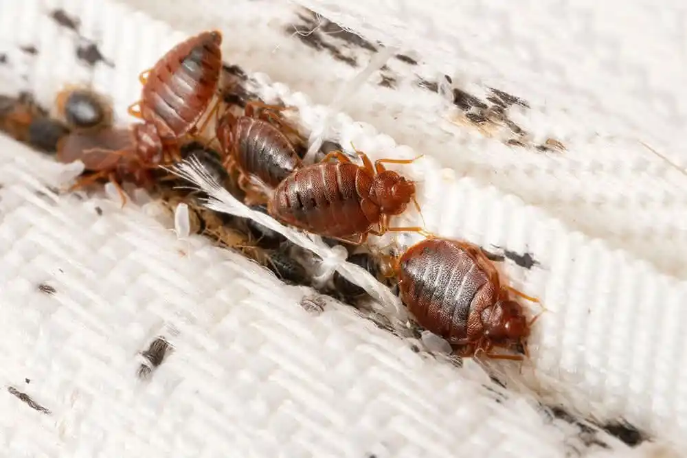 Image from Kwekwe News Bulletin📰: *BEDBUG (TSIKIDZI) OUTBREAK HITS THE CITY OF GWERU📰*  *Kwekwe News Bu...