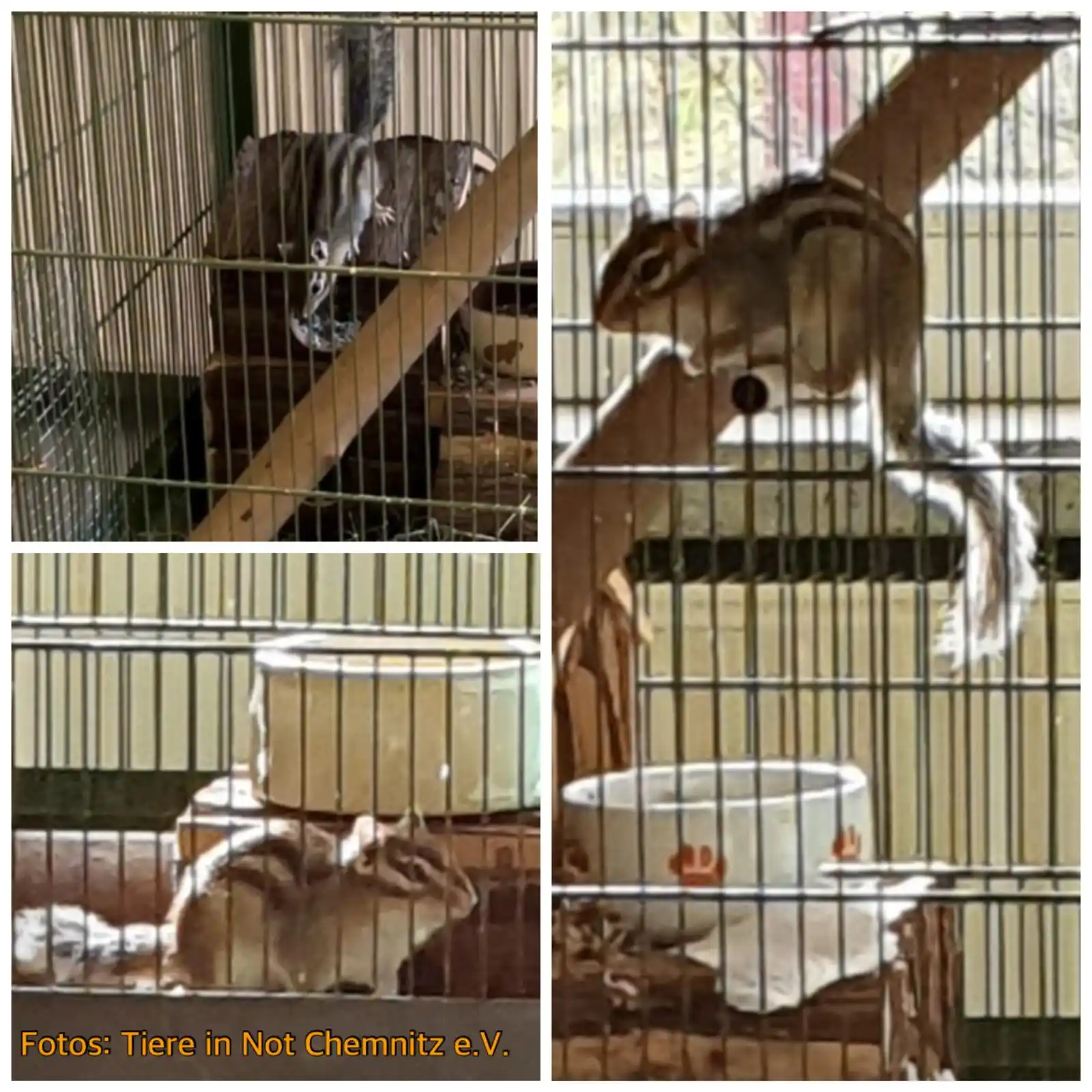 Verein Tiere in Not Chemnitz e.V. post