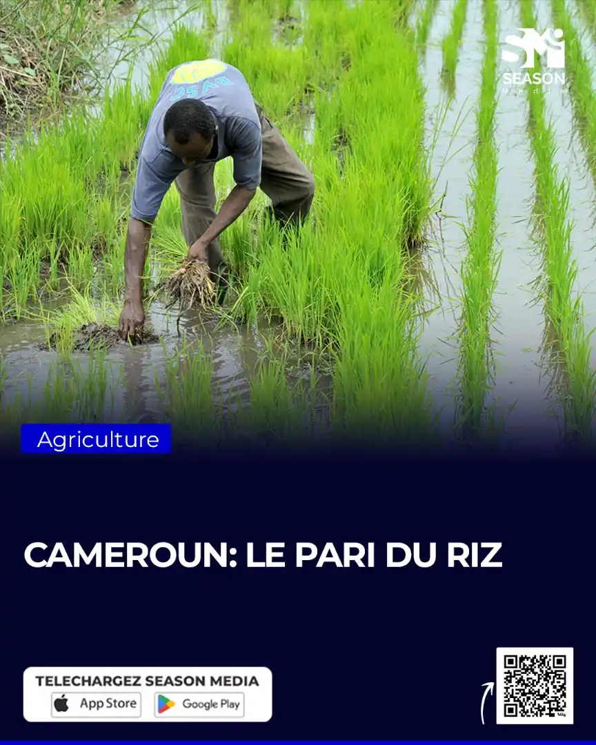 Image from SEASON MEDIA: https://seasonmedia.net/cameroun-le-pari-du-riz/...