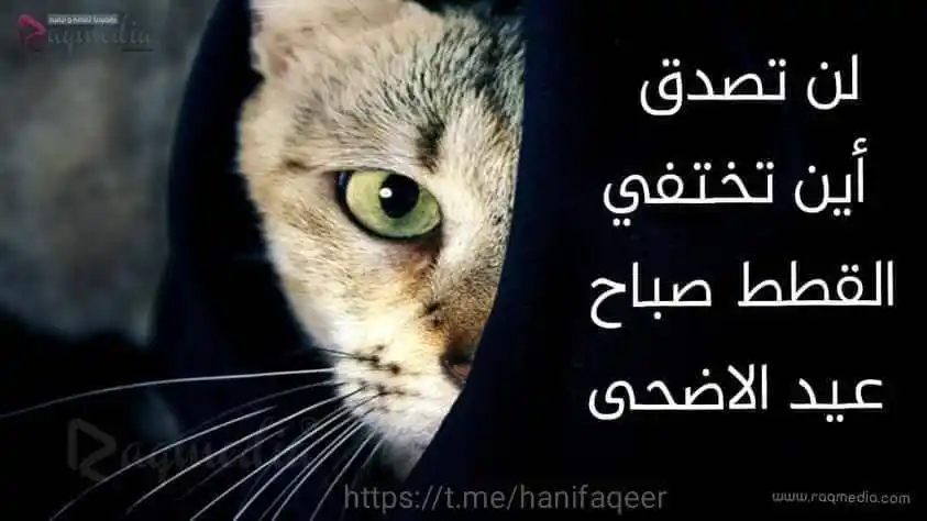 Image from ⚔️ قصص دهاة العرب والعجم ⚔️: مجرد مقال .. أين تذهب القطط صباح أول أيام عيد الأضحى؟ ولماذا يختفون ج...
