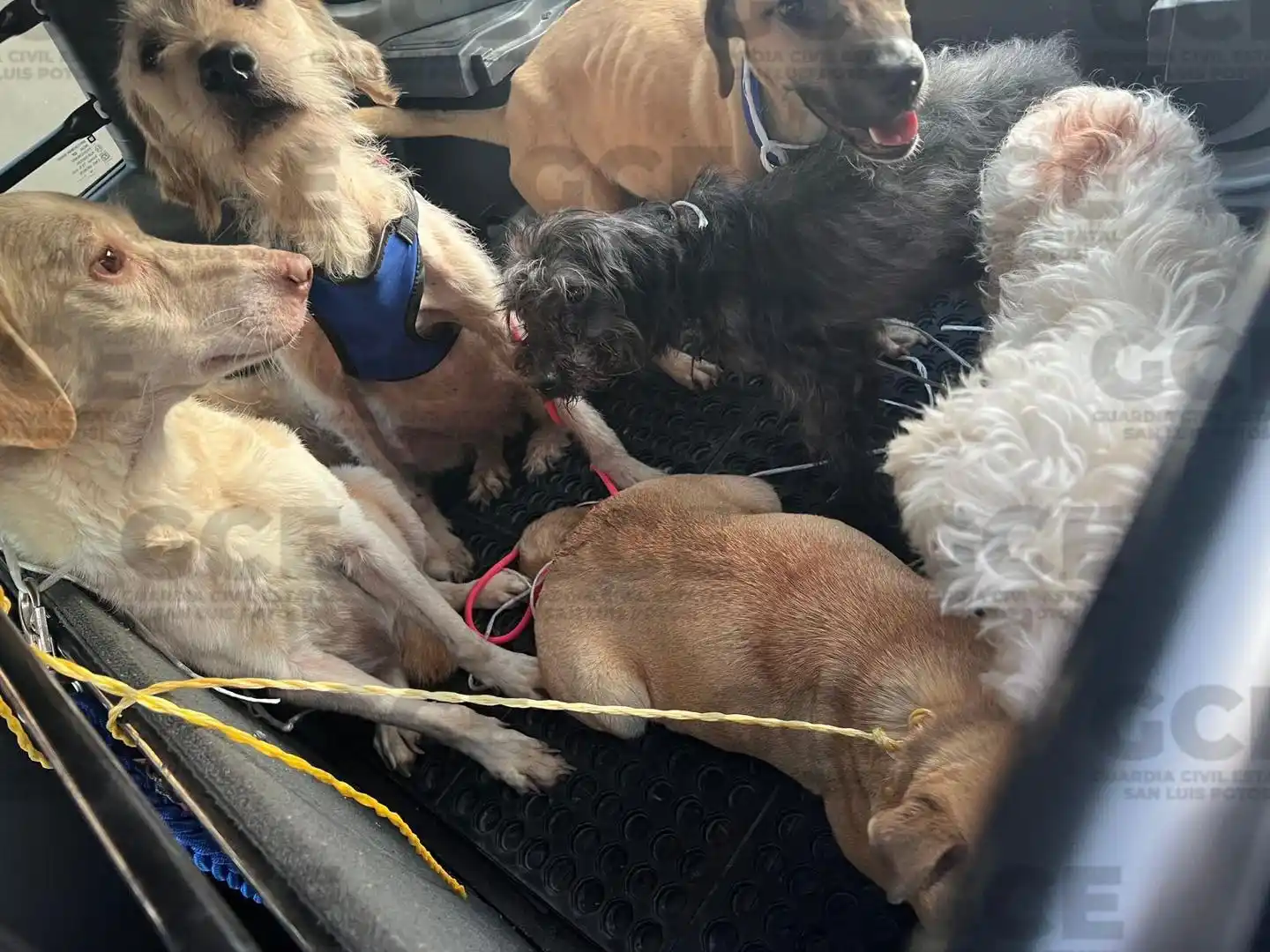 Image from PotosíNoticias: 🐾💔 ¡Rescate urgente! 18 perritos fueron salvados de un hogar donde v...