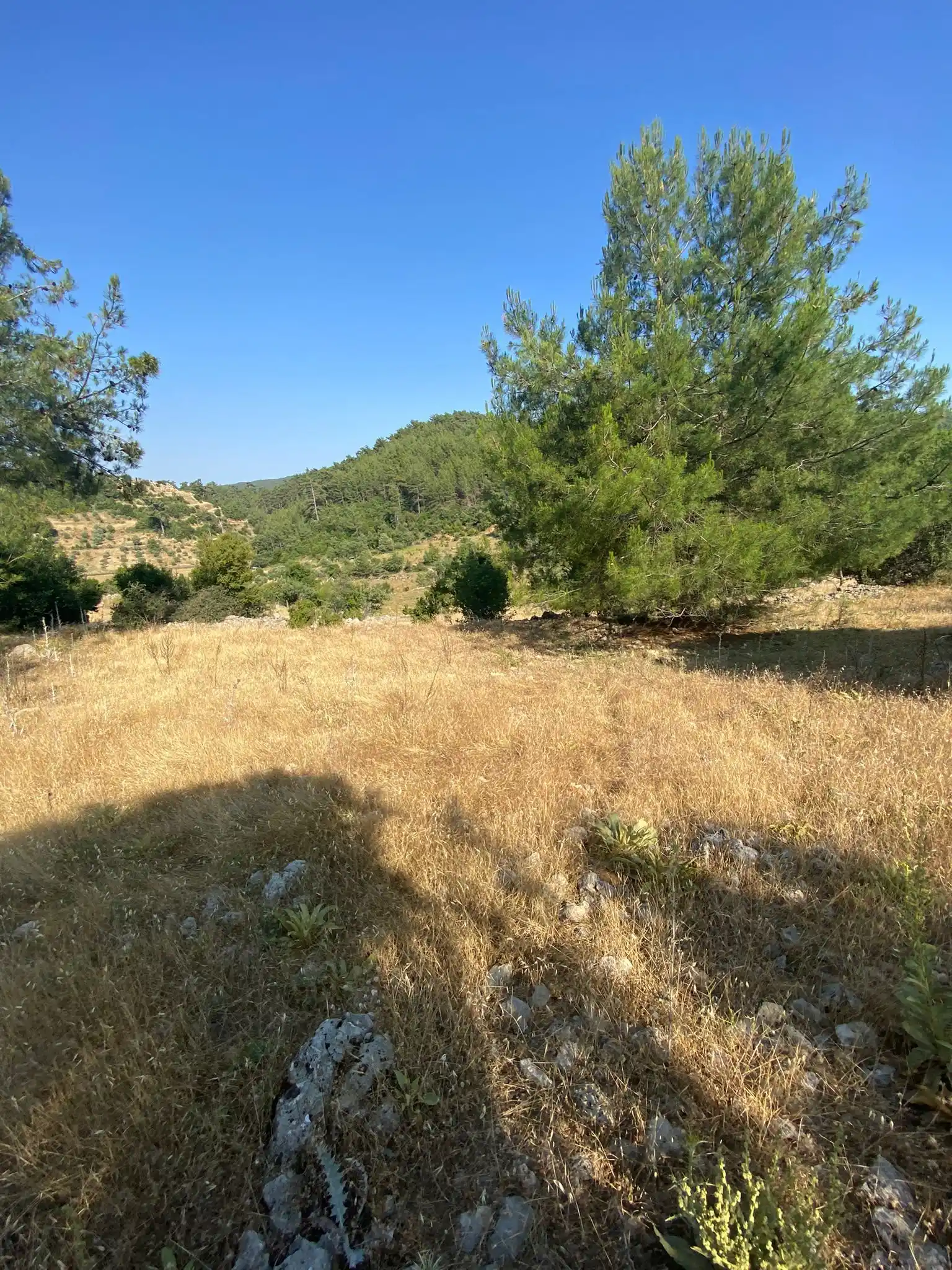 Image from Emlaksende: Acil Fırsat – Muğla Kıran’da 2.239 m² Sadece 670 bin tl   Alan: 2.239 ...