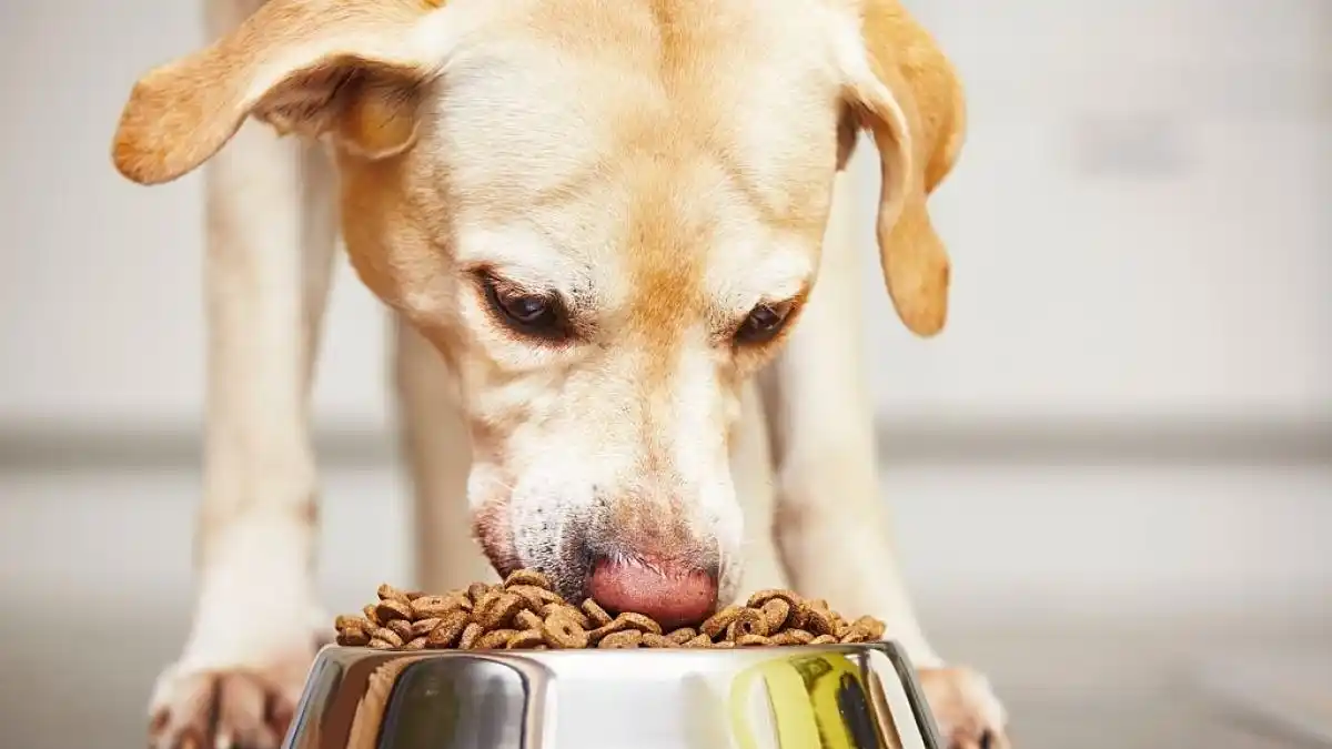 Image from Publinews GT: ¡Conmovedor! Captan a joven dando comida a los perritos y gatitos cerc...