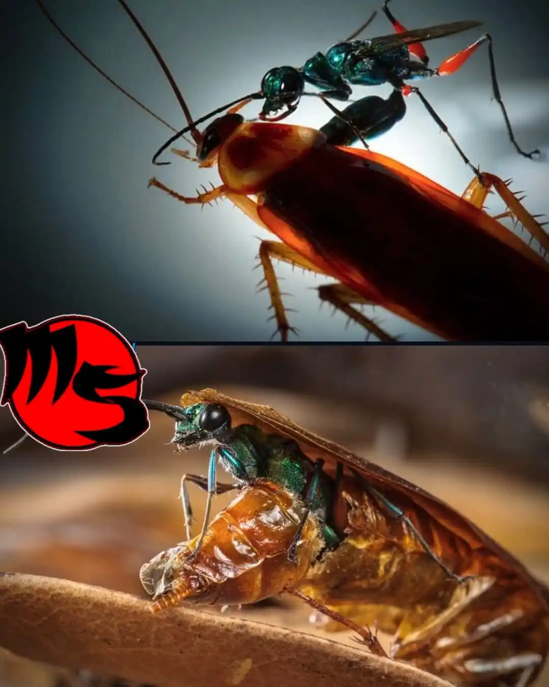 Image from MAI K.O 
MEMES CHISTES PELÍCULAS Y ALGO MÁS: Existen pocas escenas en la naturaleza son más inquietantes y terroríf...