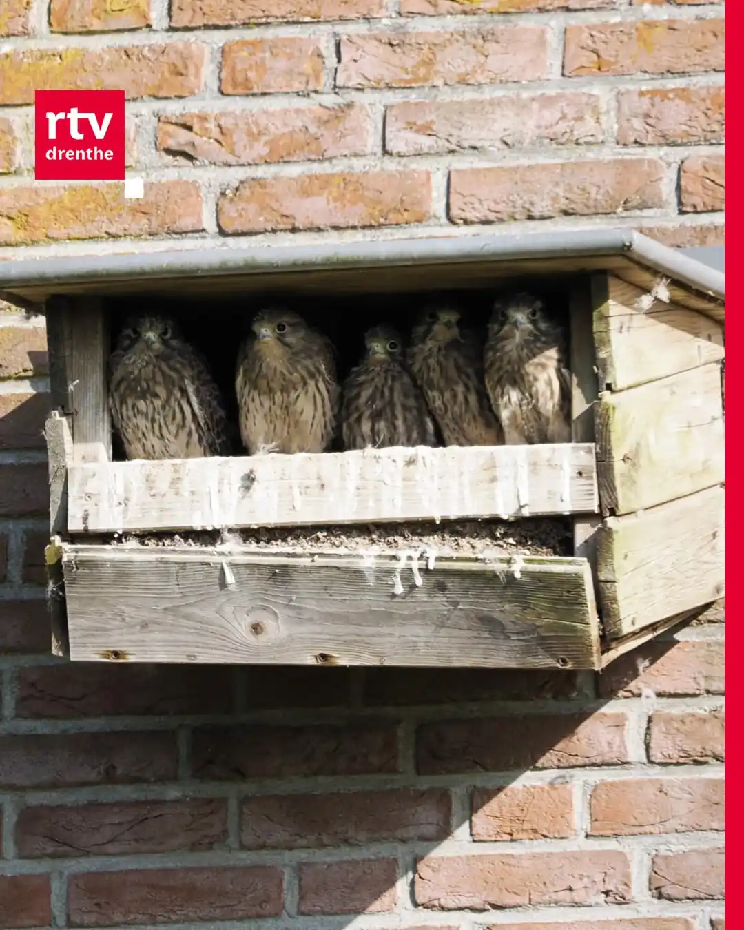 Image from RTV Drenthe: Fijn weekend namens familie torenvalk ☀️🦉 Martin van Grieken maakte d...