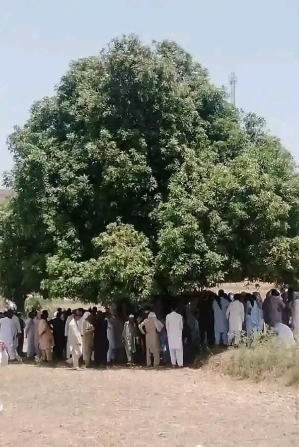Image from Pak News Forum: ہمیں فوری طور پر درخت لگانے ہوں گے، اور جو درخت پہلے سے موجود ہیں، ان ...