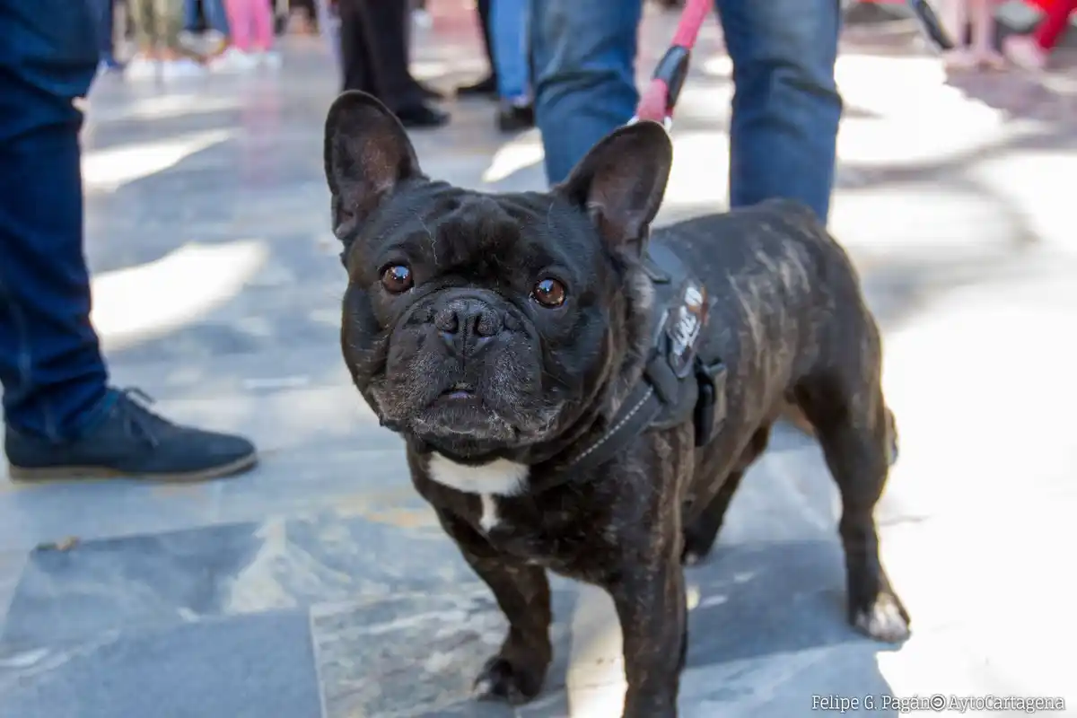 Image from Ayuntamiento de Cartagena (España): 🐕 *Marcha canina solidaria* este *domingo* en *Cartagena*  📍Saldrá e...