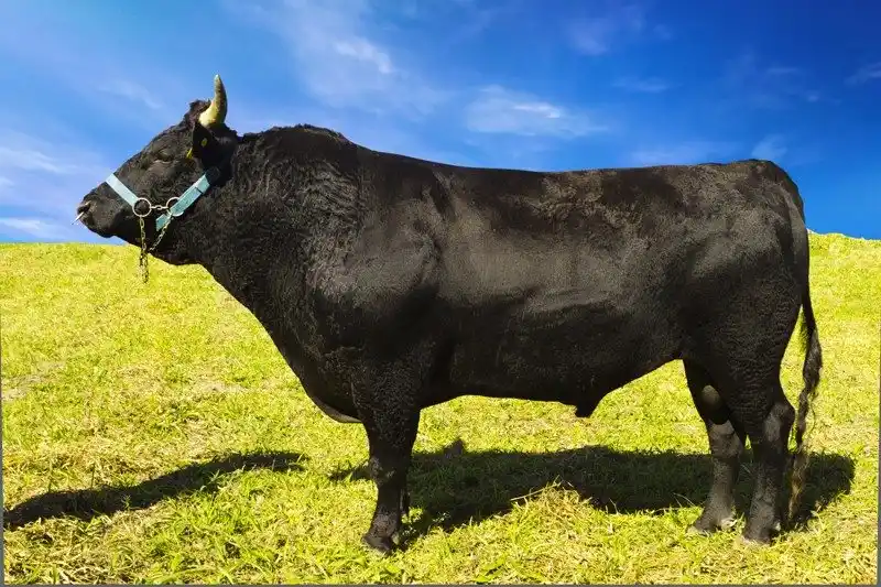 Image from Notícias Agrícolas: *📺 Pecuária & Mercado no ar!* Acompanhe a nova edição do programa com...
