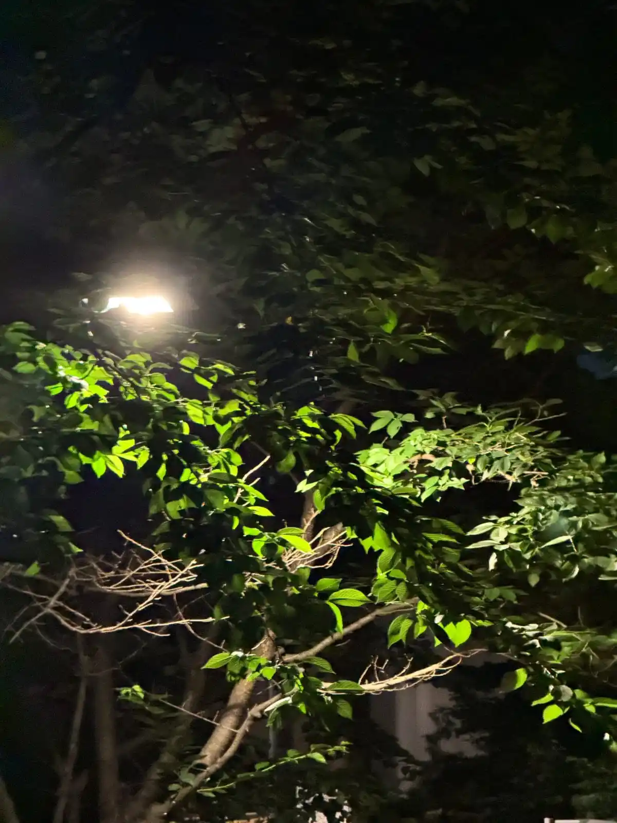Image from ⚡SEVENTEEN _WORLD⚡: [WEVERSE POST] 250620 SEUNGKWAN 🍊  🍊: Terima kasih untuk peringkat 1...