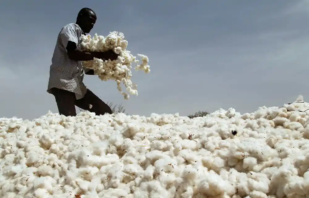 Image from CADRECO: 1er trimestre 2025 : 73.114 tonnes de coton exportés par le Bénin Au ...