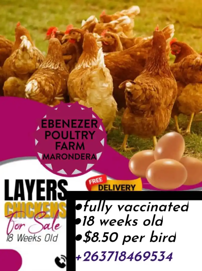 Image from Comic Elder➠Shona Jokes♡: AVAILABLE BULK POINT POINT OF LAY CHICKENS ______________________ 💯Su...