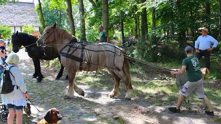 Image from Stadtspiegel Gardelegen : Hier ist was los! Freilichtmuseum Diesdorf: Biene, Handwerk und Getrei...