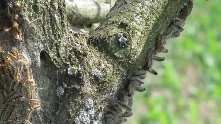 Image from Stadtspiegel Gardelegen : In diesem Jahr ist bedauerlicherweise trotz biologischer und chemische...