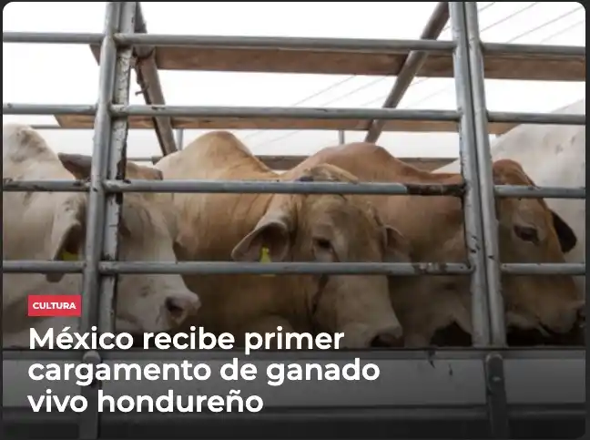 Image from Meganoticias: 🇲🇽🐄🇭🇳 Honduras envió 125 bovinos vivos a México, al cumplir los r...
