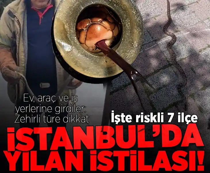 Image from Milliyet: İstanbul’da yılan istilası! Ev, araç ve iş yerlerini bastılar: İşte en...