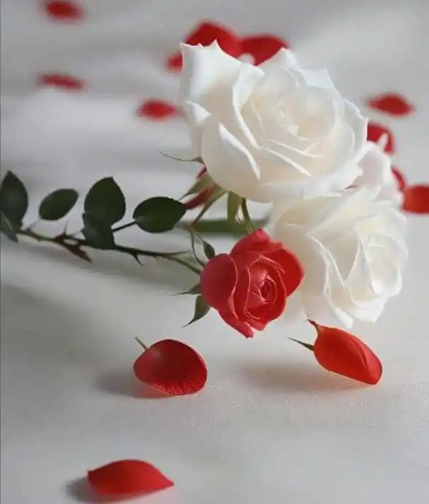 Image from وصَـــايَـــا الـࢪَسُــولﷺ. 🤍🎀  ¹⁴⁴⁵   قرآن  اذكار  احاديث  ادعية  احكام  اقتباسات  Islam: > *﴿أَلَا بِذِكْرِ اللَّهِ تَطْمَئِنُّ الْقُلُوبُ﴾* *اللهم اجعل هذا ال...