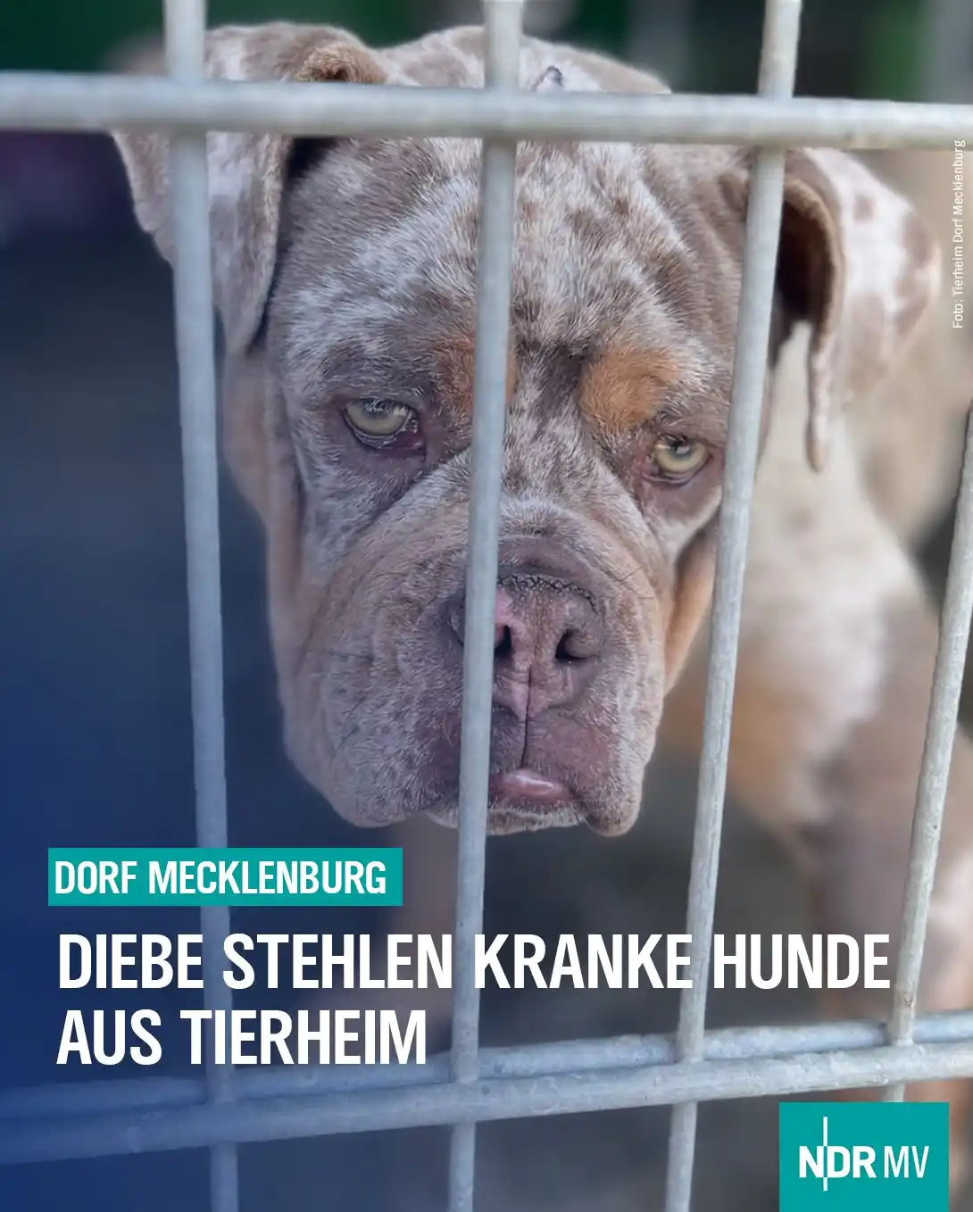 Image from NDR MV Nachrichten: Die Polizei in Wismar bittet um Hinweise aus der Bevölkerung: Am Pfing...