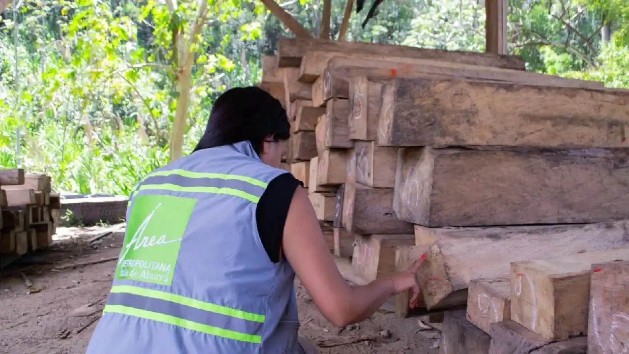 Image from Hora 13 Noticias: En 2024, la Policía Nacional incautó 731.07m³ de madera ilegal en el V...