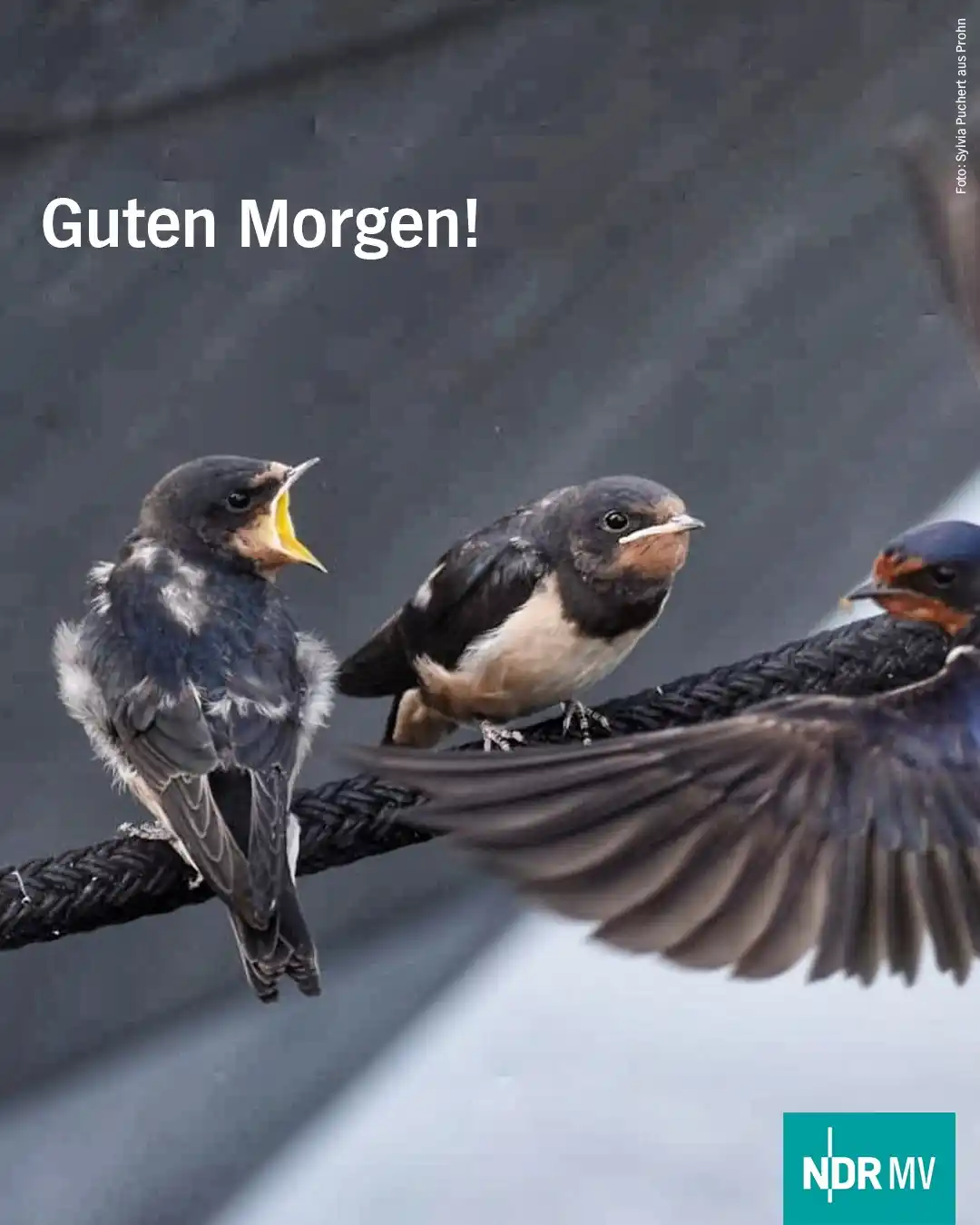 Image from NDR MV Nachrichten: Guten Morgen MV! ☕🌞 Haben die es gut! Die Kleinen sind zwar schon fl...
