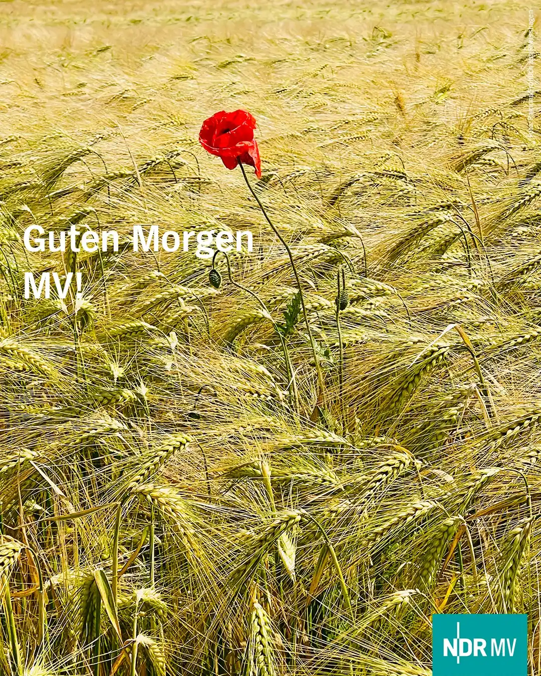 Image from NDR MV Nachrichten: Guten Morgen MV! 🌾🌺  Mitten im Kornfeld und doch ganz für sich – die...