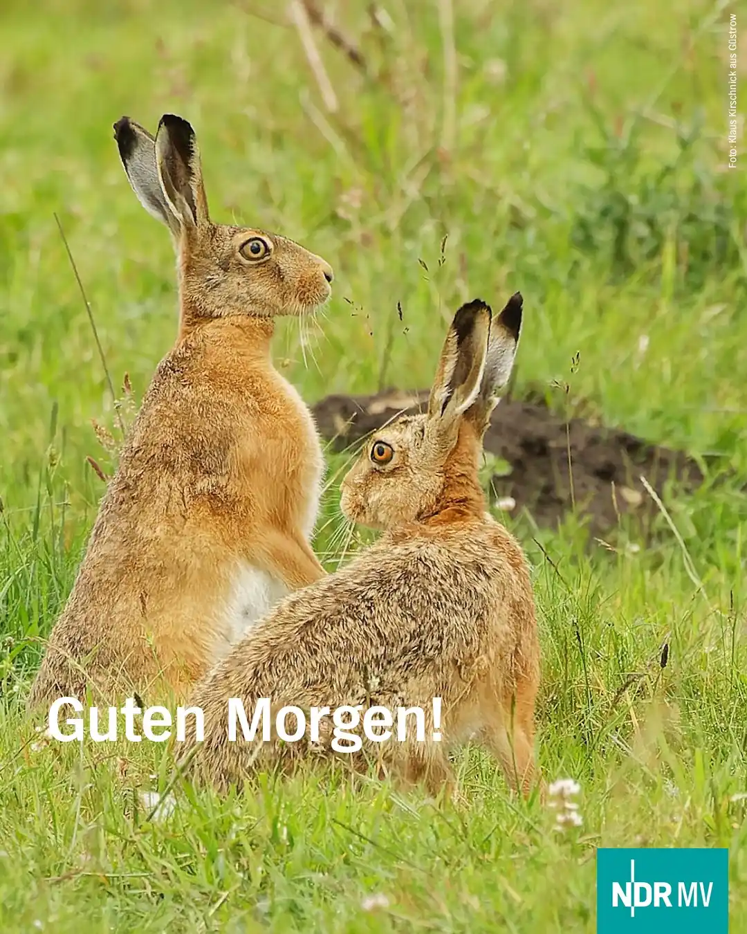 Image from NDR MV Nachrichten: Heute gibt es einen „hinter die Löffel“ – einen hasenstarken Morgengru...